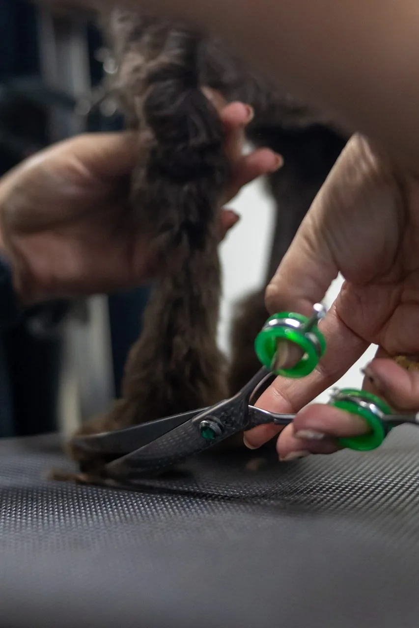 A dog having its nails carefully clipped